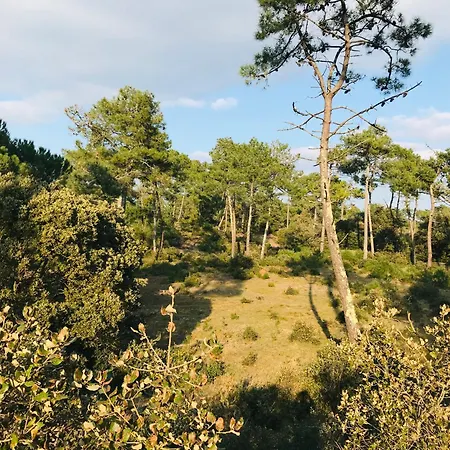 Ocean Et Pinede سان جان دي مونت